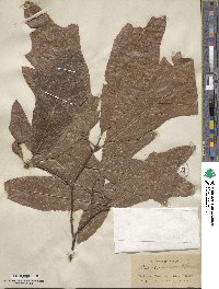 Quercus imbricaria image