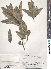 Quercus imbricaria image