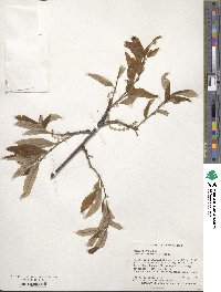 Quercus imbricaria image