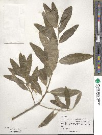 Quercus imbricaria image