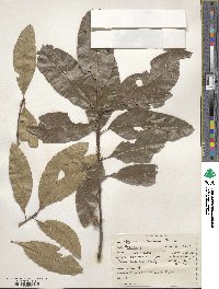 Quercus imbricaria image