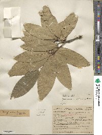 Quercus imbricaria image