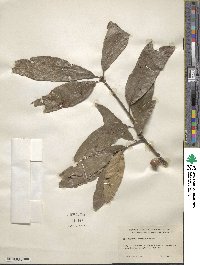 Quercus imbricaria image