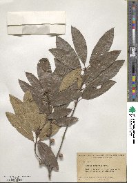 Quercus imbricaria image