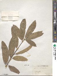 Quercus imbricaria image