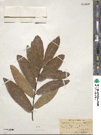 Quercus imbricaria image