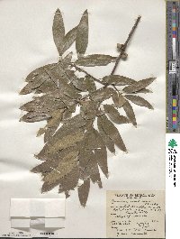 Quercus imbricaria image