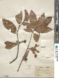 Quercus imbricaria image