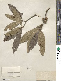 Quercus imbricaria image