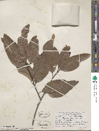 Quercus imbricaria image