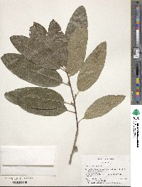 Quercus imbricaria image