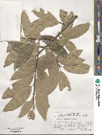 Quercus imbricaria image