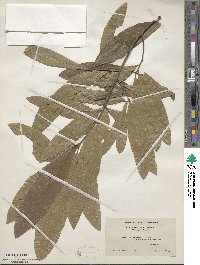 Quercus imbricaria image