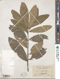 Quercus imbricaria image