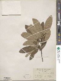 Quercus imbricaria image