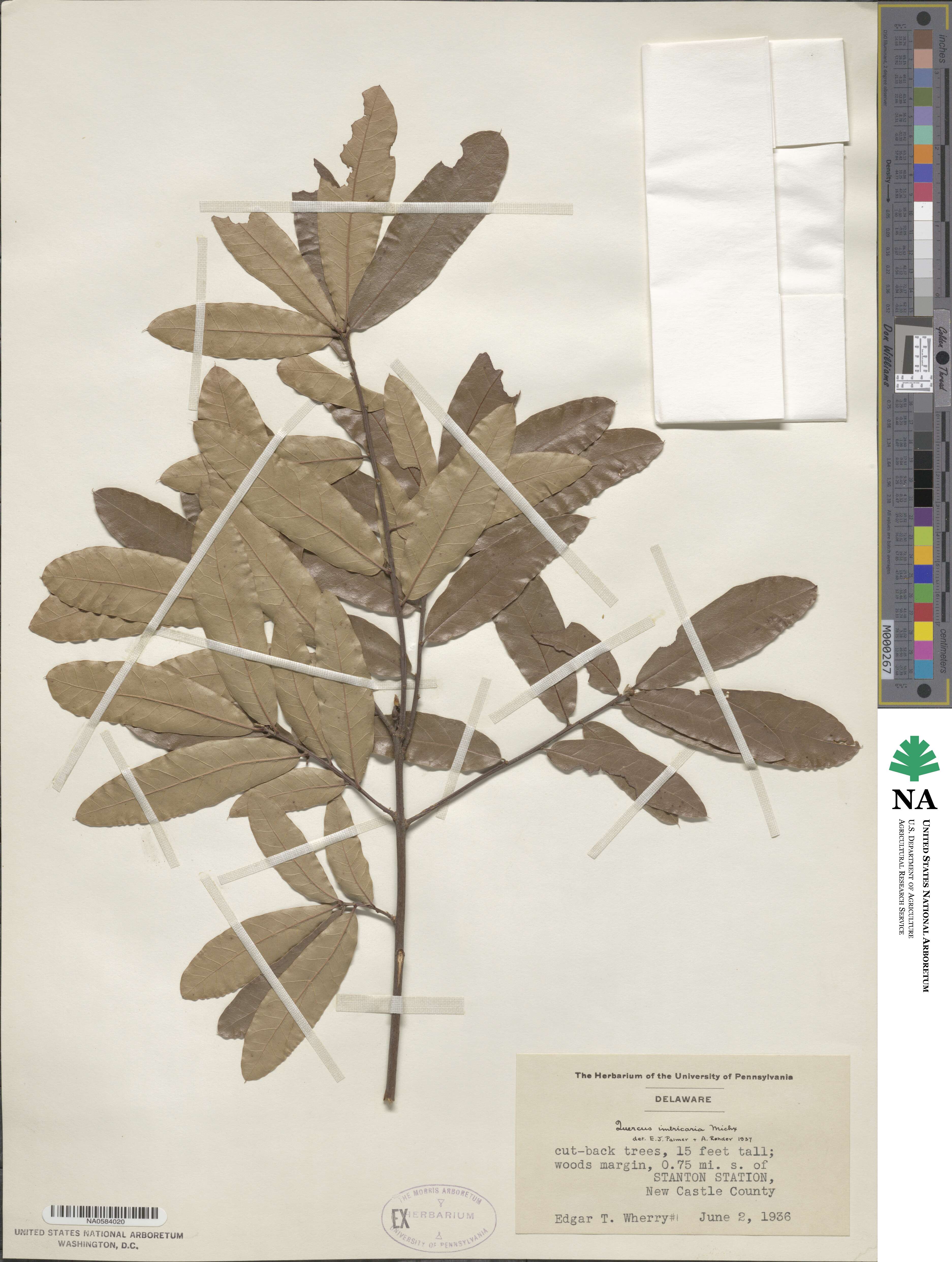 Quercus imbricaria image