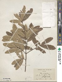 Quercus imbricaria image