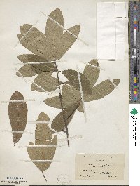 Quercus imbricaria image