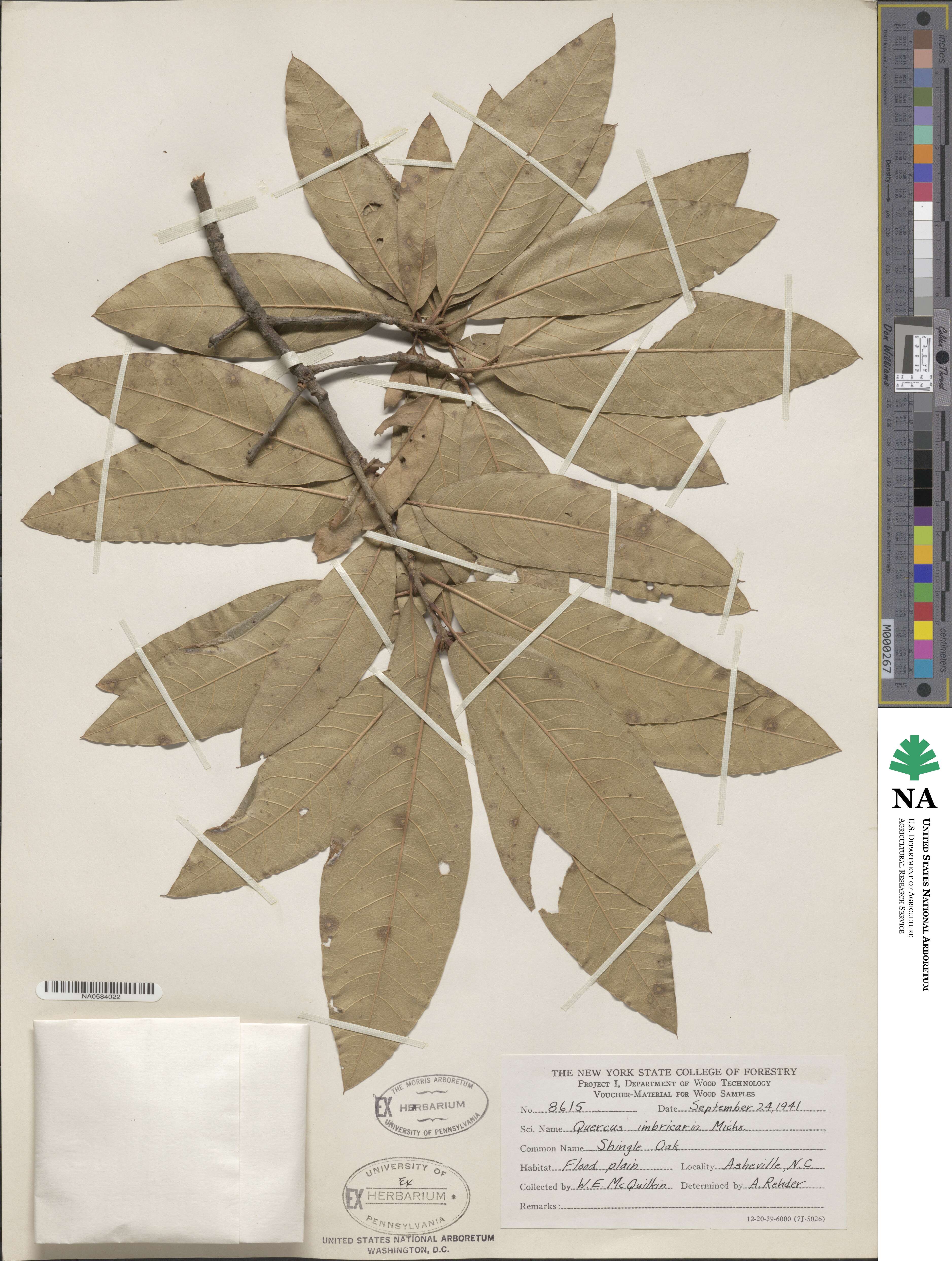 Quercus imbricaria image