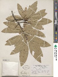 Quercus imbricaria image