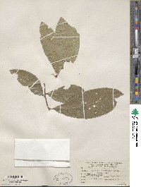 Quercus imbricaria image