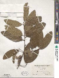 Quercus imbricaria image