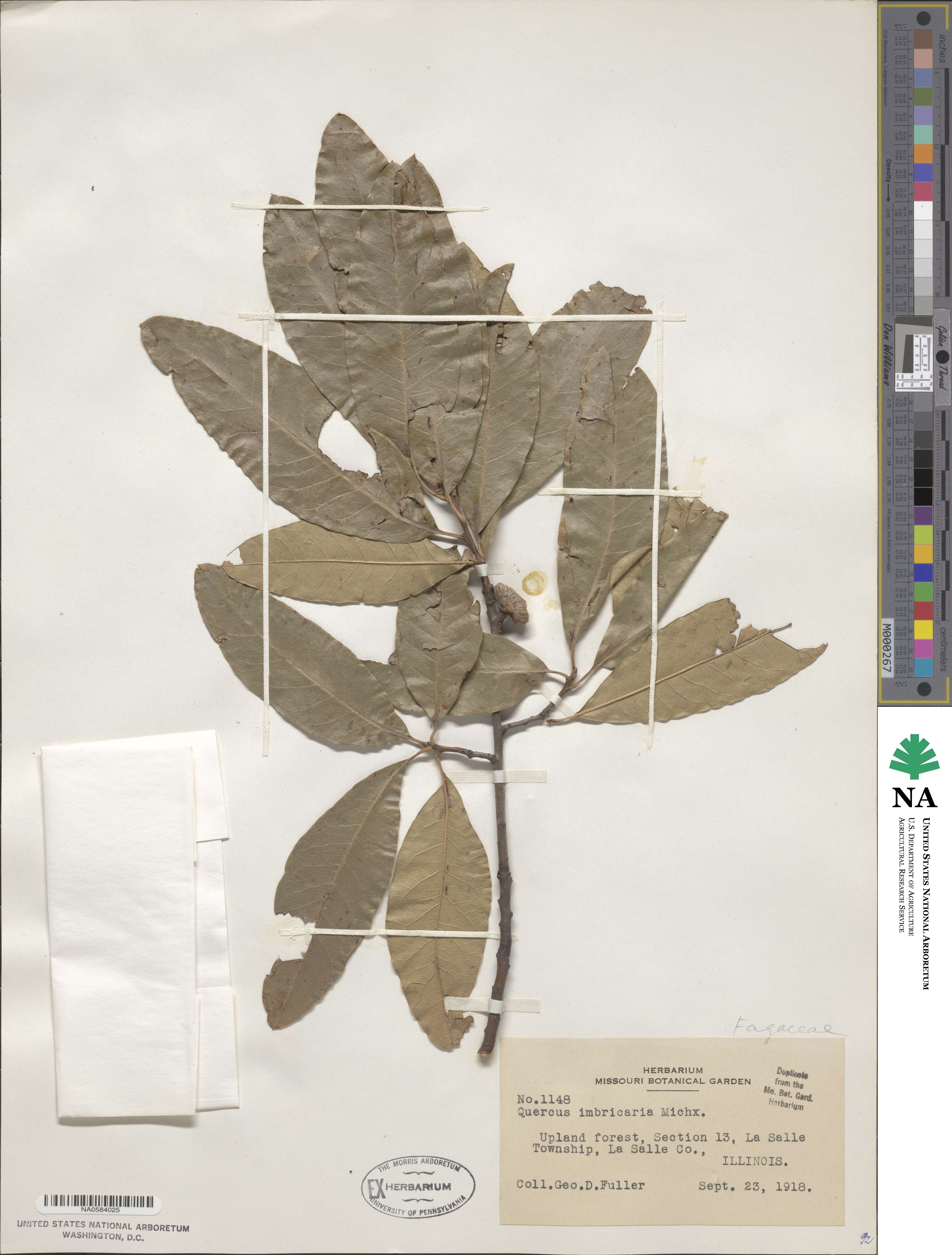 Quercus imbricaria image