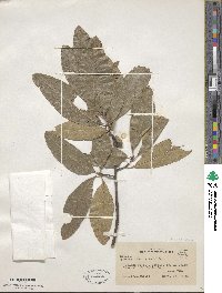 Quercus imbricaria image