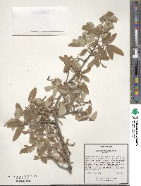 Quercus incana image