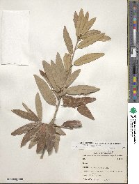 Quercus incana image