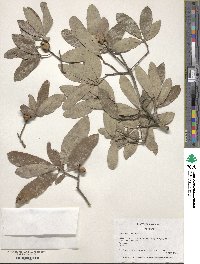 Quercus incana image