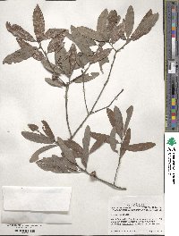 Quercus incana image