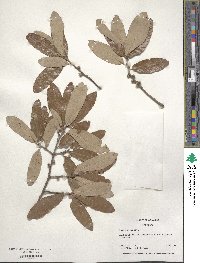 Quercus incana image