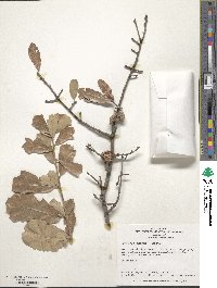 Quercus incana image