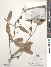 Quercus incana image