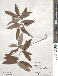 Quercus incana image