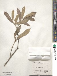 Quercus incana image