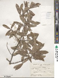 Quercus incana image