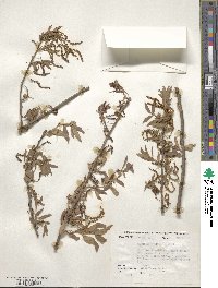 Quercus incana image