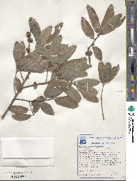 Quercus incana image