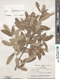 Quercus incana image