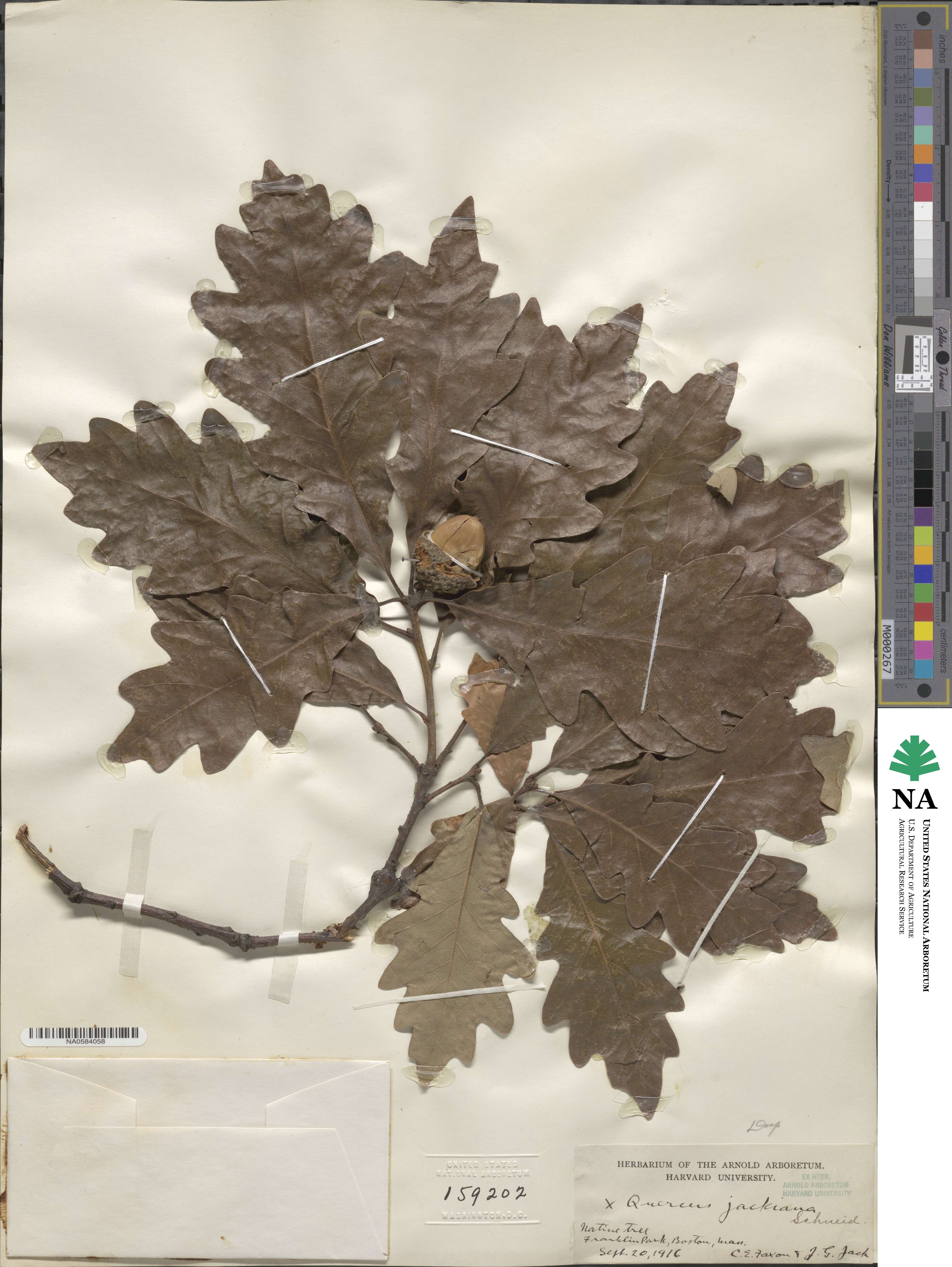 Quercus × jackiana image