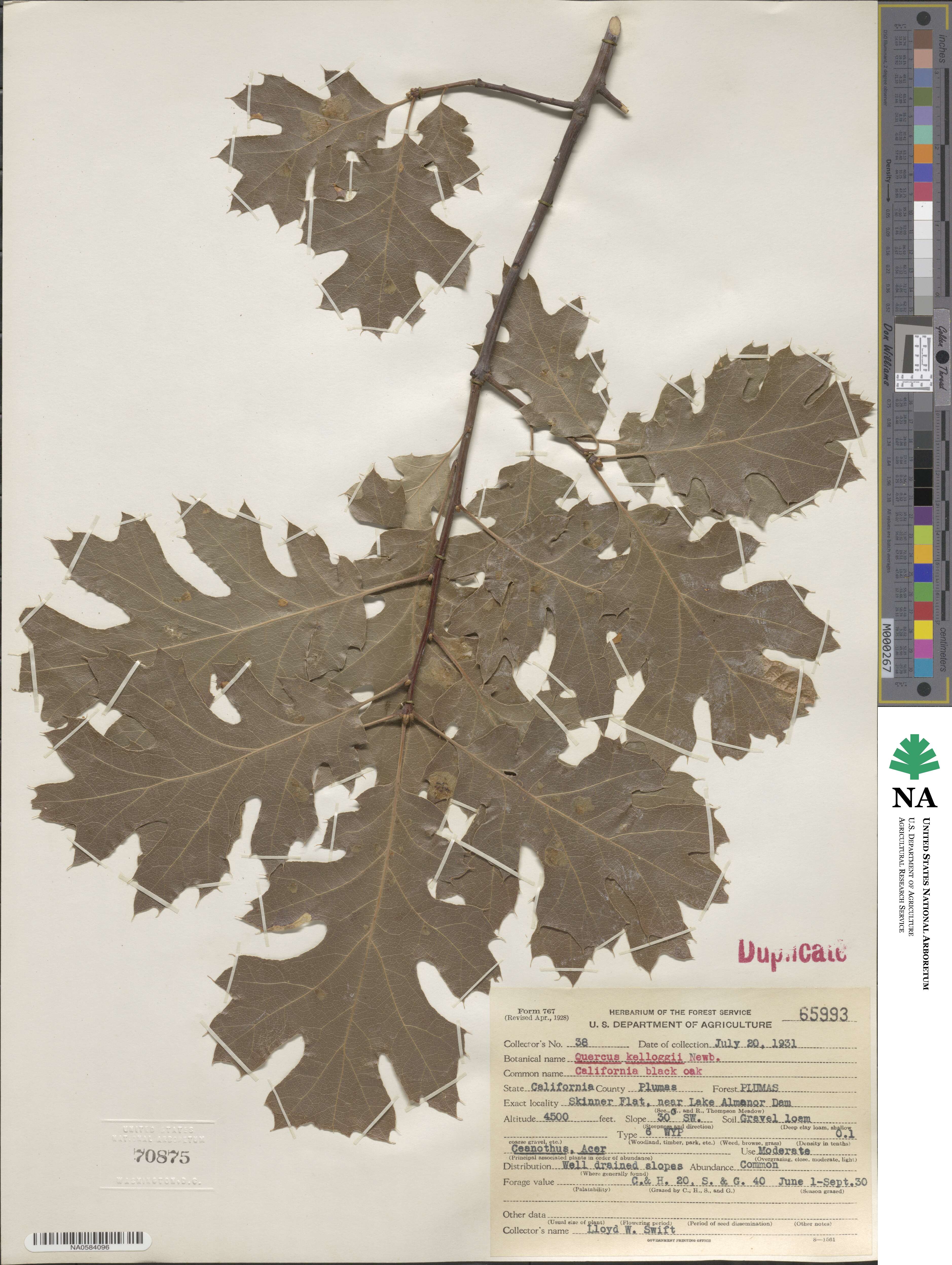 Quercus kelloggii image