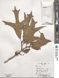 Quercus laevis image