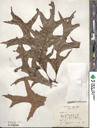 Quercus laevis image