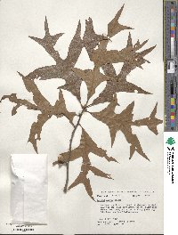 Quercus laevis image