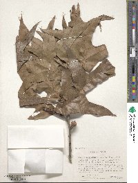 Quercus laevis image