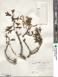 Quercus laevis image