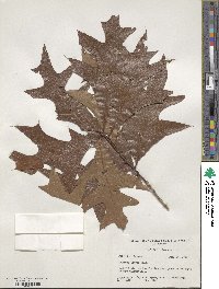 Quercus laevis image