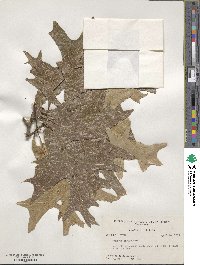 Quercus laevis image